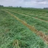 2026 1st cut Timothy Hay