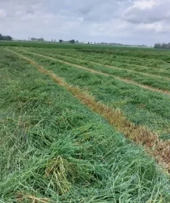 2026 1st cut Timothy Hay