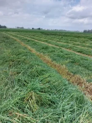 2026 1st cut Timothy Hay