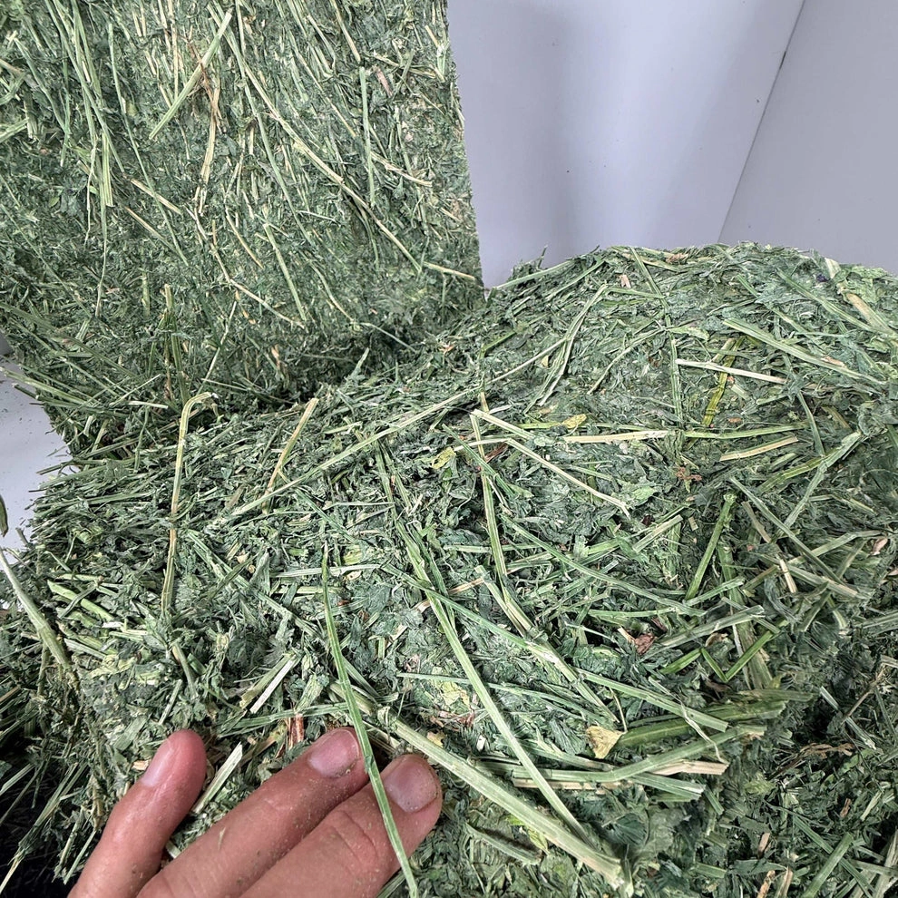 Premium Alfalfa Hay (1st & 2nd Cutting Ultra Premium) - Image 4