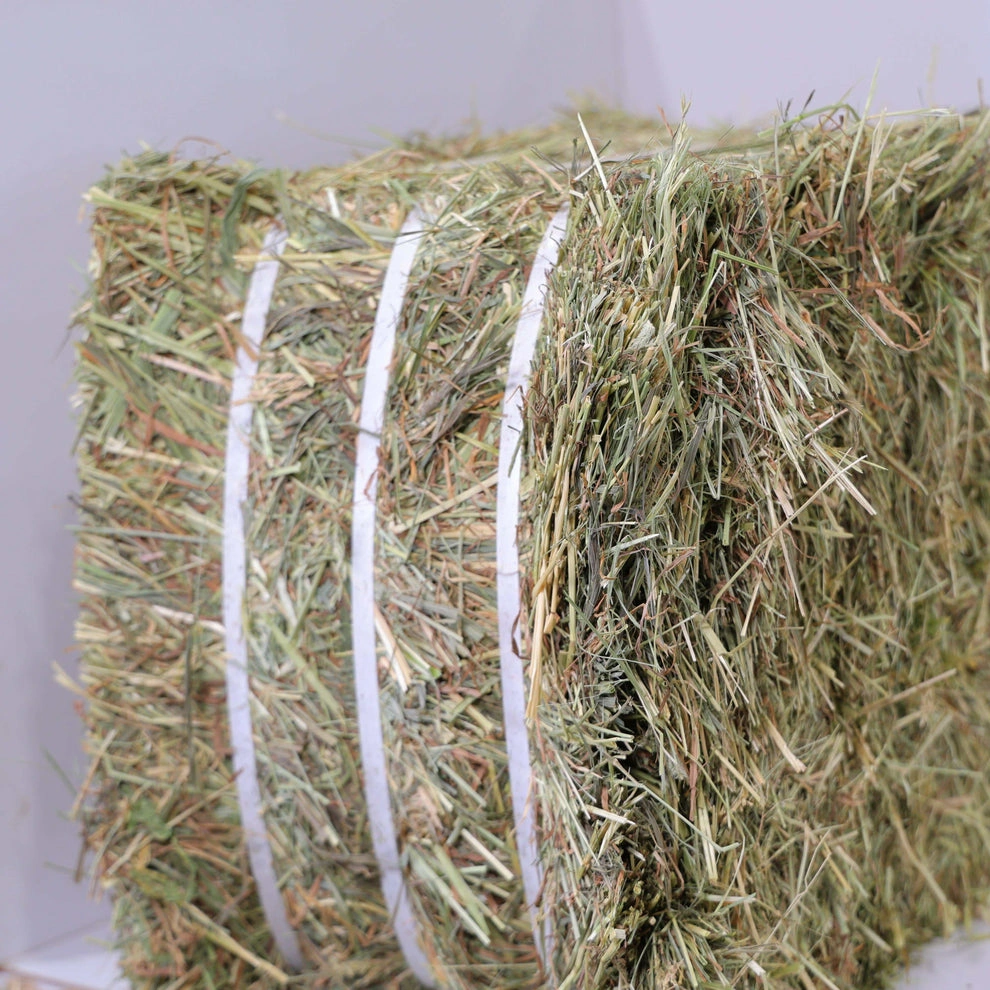 Timothy Orchard Grass Hay (1st & 2nd Cutting Ultra Premium) - Image 6