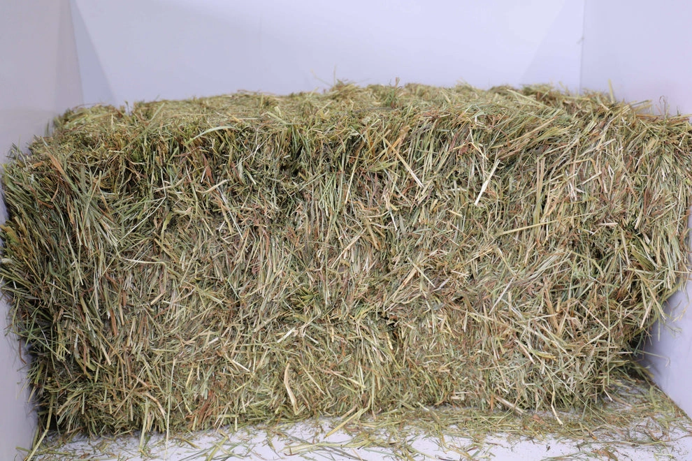 Timothy Orchard Grass Hay (1st & 2nd Cutting Ultra Premium) - Image 2