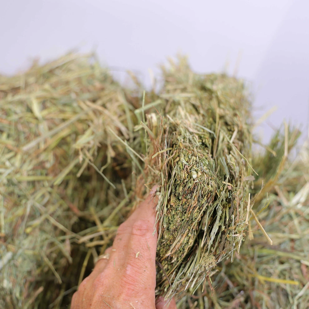 Timothy Orchard Grass Hay (1st & 2nd Cutting Ultra Premium) - Image 3