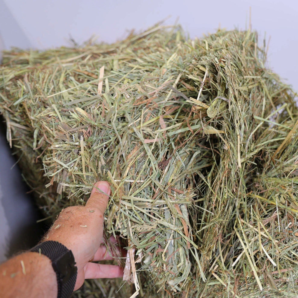 Timothy Orchard Grass Hay (1st & 2nd Cutting Ultra Premium) - Image 4