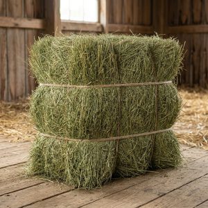 Premium Teff Grass Hay (1st & 2nd Cutting Ultra Premium)
