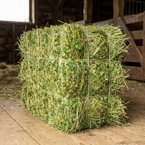 Premium Grass-Clover Hay (1st & 2nd Cutting Ultra Premium)