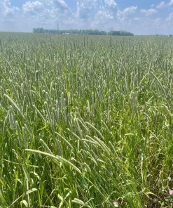 Alternative view of 2026 1st cut Timothy Hay